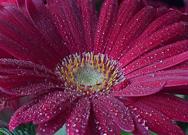 Pink Gerbera in Rain by Darlene Perkin